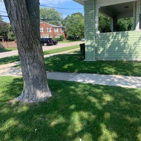 Bush Trimming by The customer first reviewed on August 16, 2025