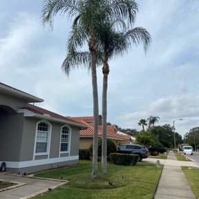 Tree Care by E-MACULATE LAWN CARE LLC reviewed on August 17, 2025