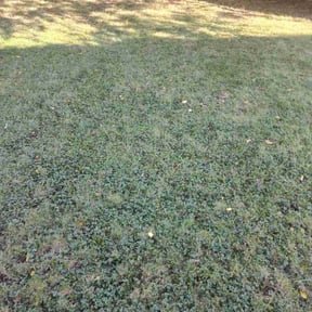 Leaf Removal by Lawn Cares reviewed on November 10, 2025