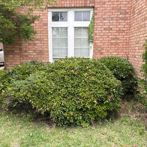 Bush Trimming by CS Lawn Services reviewed on May 3, 2026