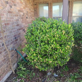 Bush Trimming by Family Greenscape a reviewed on August 17, 2025