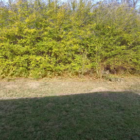 Bush Trimming by The Landscape Watch reviewed on August 18, 2025