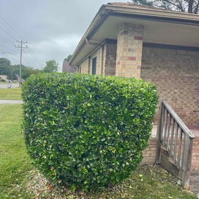 Bush Trimming by R&amp;R Lawn care reviewed on August 5, 2026