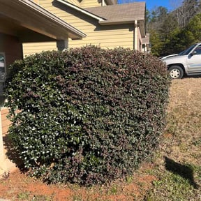 Bush Trimming by BC Landscaping and Hardscapes reviewed on February 14, 2026