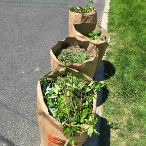 Bush Trimming by T&amp;K LAWN CARE&amp;MORELLC reviewed on June 23, 2026