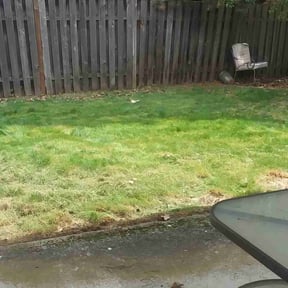 Bush Trimming by Mow-Town reviewed on August 19, 2025