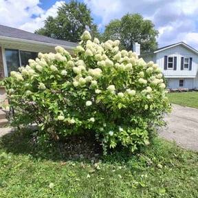 Bush Trimming by Christian Landscaping And Exterior LLC reviewed on October 21, 2025