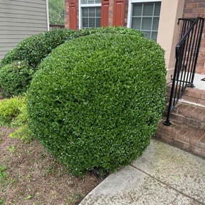 Bush Trimming by BENNETT LINKS SOLUTIONS reviewed on August 19, 2025
