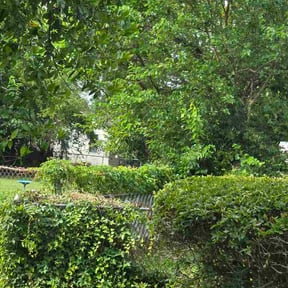 Bush Trimming by Northwest Lawn Maintenance reviewed on June 2, 2026