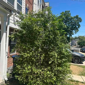Bush Trimming by Aqua Prime Exterior Cleaning reviewed on June 2, 2026