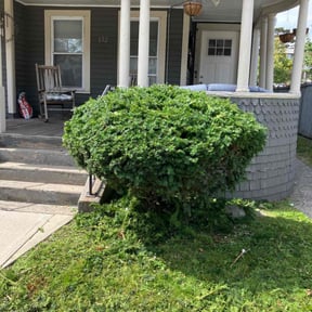 Bush Trimming by We Go Kc Lawn and Snow reviewed on October 20, 2025