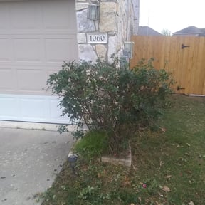 Bush Trimming by Texas Kustom Koncepts reviewed on June 7, 2025