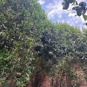Bush Trimming by Mane Hand Handyman Services LLC reviewed on June 18, 2026