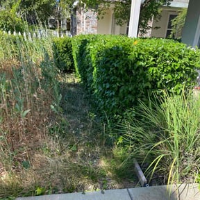 Bush Trimming by Tx irrigation Concepts reviewed on August 21, 2025