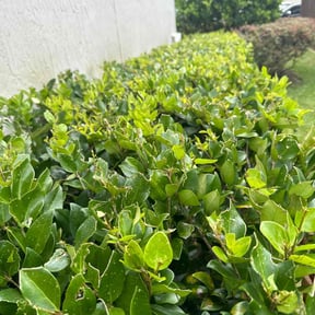 Bush Trimming by Vaughan & Co. Home Maintenance llc. reviewed on August 17, 2025