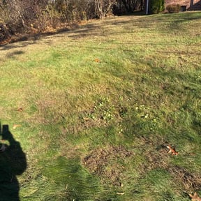 Leaf Removal by Wolf Spirit Lawn and Tree Care reviewed on September 6, 2025