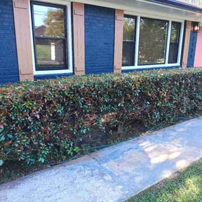 Bush Trimming by K&amp;k lawn service reviewed on June 11, 2026