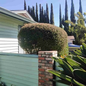 Leaf Removal by We Talk Lawn and Tree reviewed on November 22, 2024