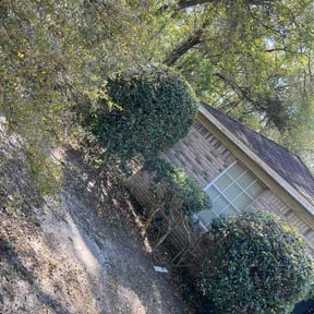 Bush Trimming by My Dad Can reviewed on May 8, 2026