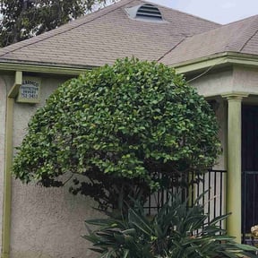 Bush Trimming by J's Lawn and Landscaping reviewed on August 19, 2025