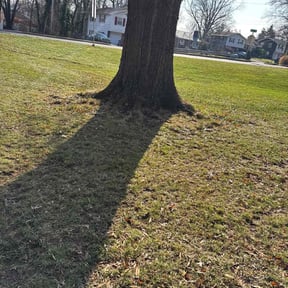 Leaf Removal by shrubsandmorebyc&amp;b reviewed on August 2, 2026