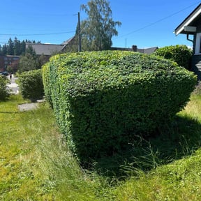 Bush Trimming by Vazquez landscaping reviewed on December 23, 2025