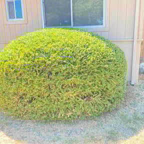Bush Trimming by Rodd&#039;s Lawn Care and Landscape, LLC reviewed on November 23, 2025