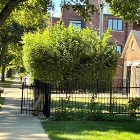 Bush Trimming by Corporate cuts lawn care reviewed on December 31, 2025