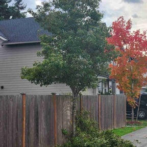 Bush Trimming by MM Lawn Cutting reviewed on October 20, 2025