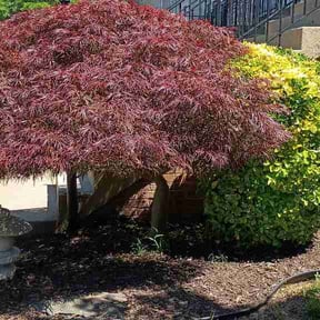 Bush Trimming by Kenmore landscaping reviewed on May 30, 2026