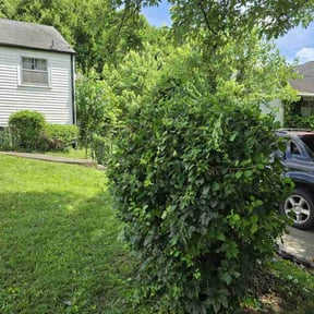 Bush Trimming by Gios Multitask Lawn & Landscaping Services LLC reviewed on August 17, 2025
