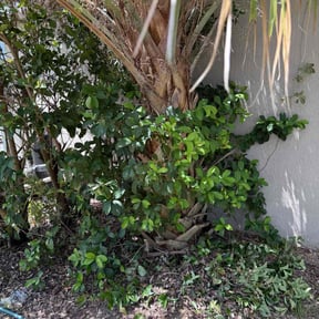 Bush Trimming by Nate&#039;s Scapes reviewed on October 23, 2025