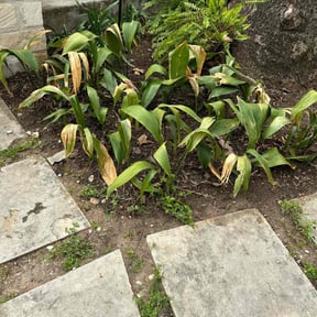 Leaf Removal by A1A Lawn Care reviewed on September 12, 2025