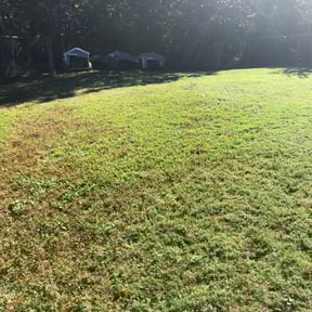 Leaf Removal by Legacy Lawn Pros reviewed on September 12, 2025