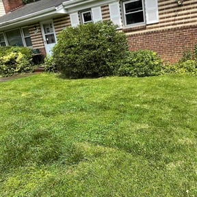 Bush Trimming by Prestige Property Preservation Worldwide LLC reviewed on August 15, 2025