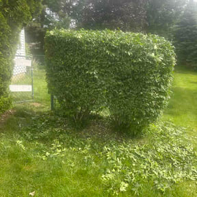 Bush Trimming by Clear cut lawn and landscape reviewed on May 22, 2026