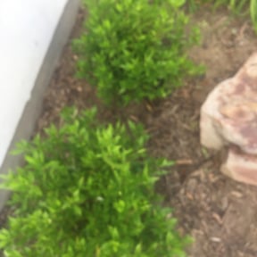 Bush Trimming by Arose landscaping reviewed on August 16, 2025