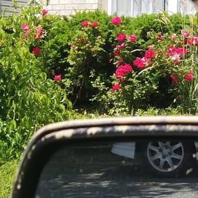 Bush Trimming by Trusted Trims, Lawn Maintenance Professional reviewed on August 15, 2025