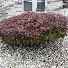 Bush Trimming by Hay lawns reviewed on June 28, 2026