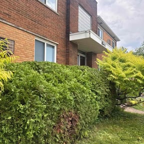 Bush Trimming by BlueFlame Lawn Care reviewed on November 21, 2025