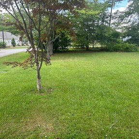 yard service by Wilson's Lawn Care reviewed on November 23, 2025