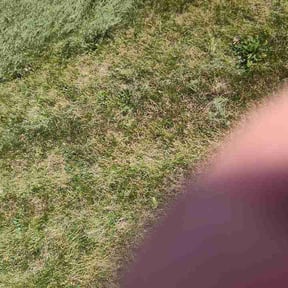 Bush Trimming by Gios Multitask Lawn &amp; Landscaping Services LLC reviewed on September 3, 2026