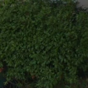 Bush Trimming by Lawn Landing Services LLC reviewed on August 21, 2025