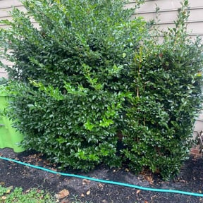 Bush Trimming by Blu's Lawn Care reviewed on November 24, 2025