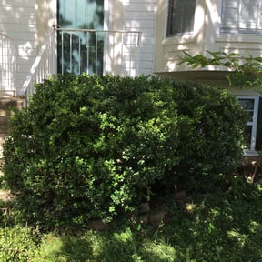 Bush Trimming by Imagine it gardenings reviewed on August 18, 2025