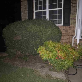 Bush Trimming by CNY upstate property Management reviewed on September 1, 2026