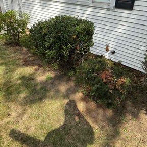 Bush Trimming by Green&#039;s   lawn care reviewed on November 18, 2025