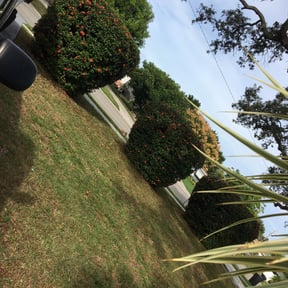 Bush Trimming by Big Chief Lawn Care reviewed on August 17, 2025
