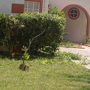 Bush Trimming by Handsome Boy’s LLC reviewed on November 18, 2025