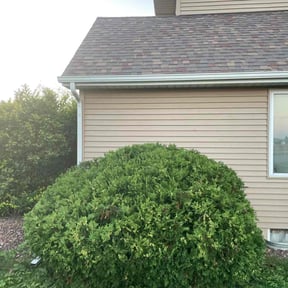 Bush Trimming by Cypress Lawn and Landscape reviewed on August 15, 2025